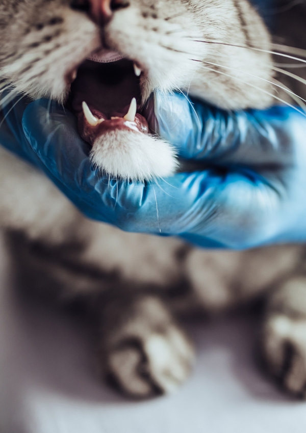 Veterinar in mačka
