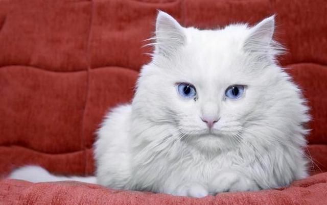 Modrooki blond je sanje katerega koli dekleta. Modrooki blond je sanje katerega koli dekleta.