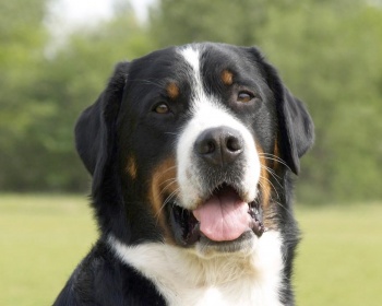 Veliki švicarski gorski pes Greater Swiss Mountain Dog