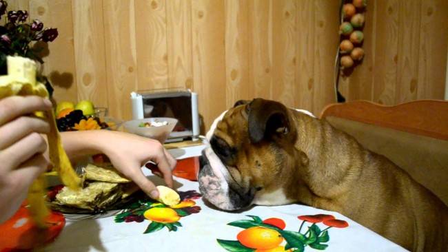Kako nahraniti angleškega buldoga