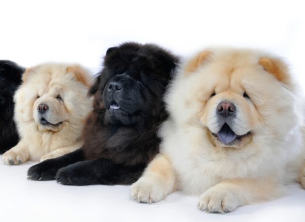 Kako nahraniti chow chow, preberite članek.
