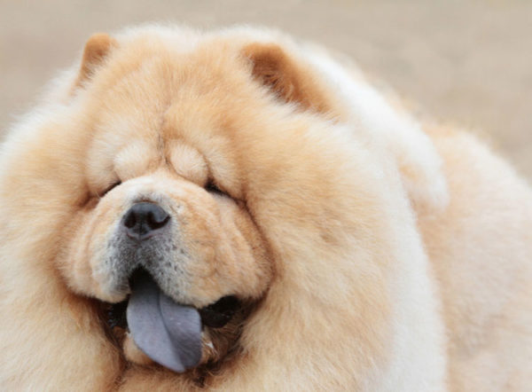 Chow