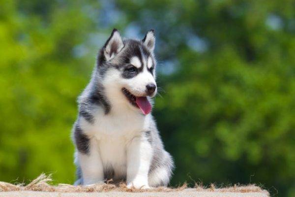 husky psiček