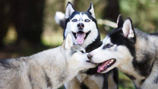 trije huskiji