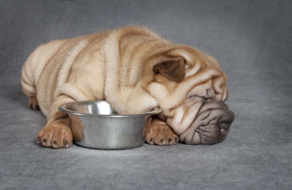 S čim nahraniti sharpei