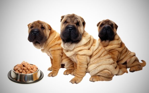 Kako nahraniti sharpei preberite članek.