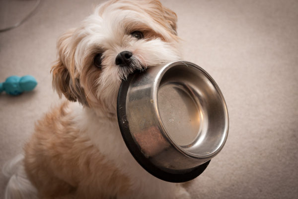 Kako nahraniti Shih Tzu