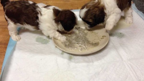 Shih Tzu jesti