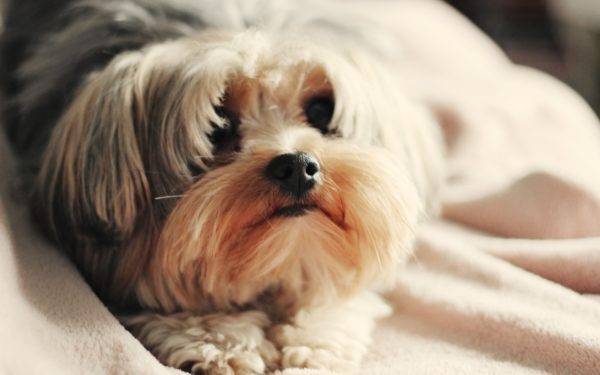 Najboljša suha hrana za Shih Tzu