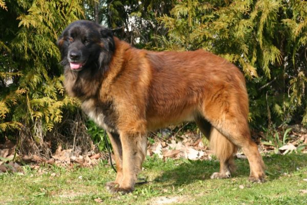 Estrel ovčar gleda