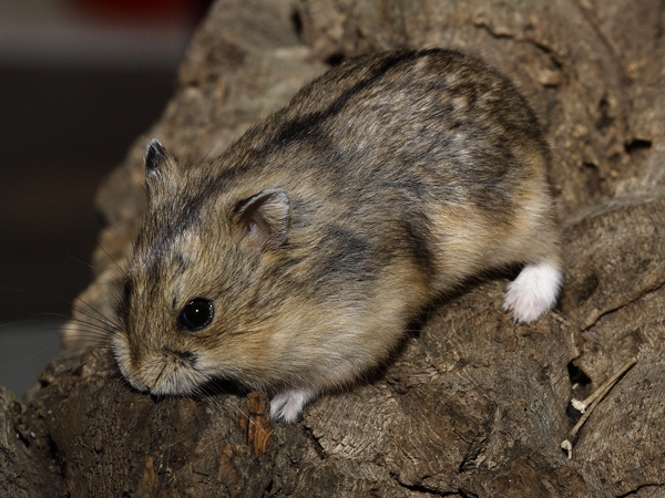 Campbell Hamster