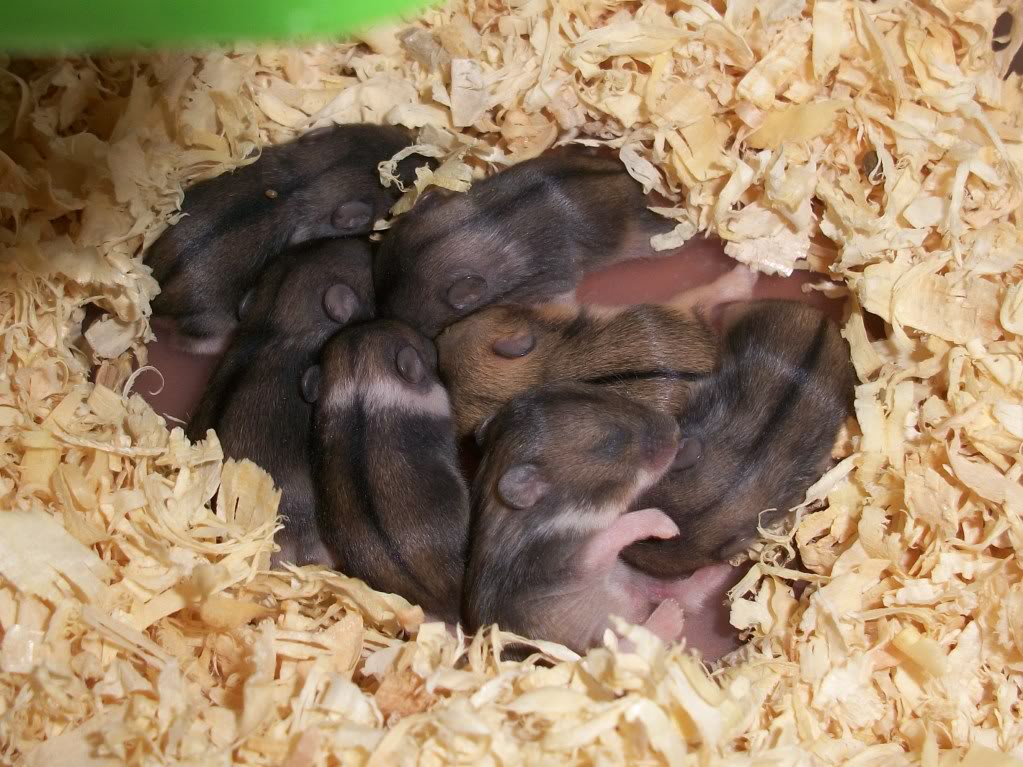 Campbell Hamster