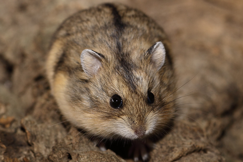 Campbell Hamster