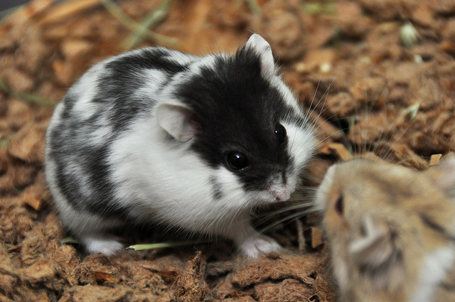 Campbell Hamster