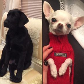 Labrador in Chihuahua Ovechkin