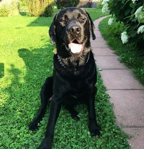 Labrador Ovechkin