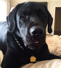 Labrador