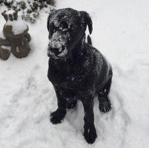 Labrador v snegu