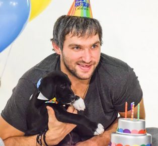 Psiček Ovechkin in labrador