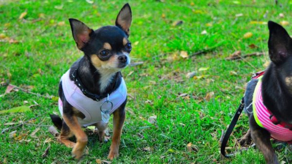 Značilnosti treninga Chihuahua preberite članek.