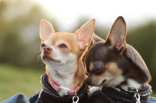 Chihuahua trening