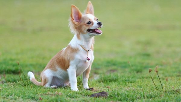 Chihuahua usposabljanje preberi članek.
