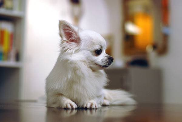 Vadba Chihuahua. Občutljiva toaletna teža