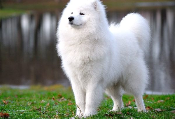 Samoyed