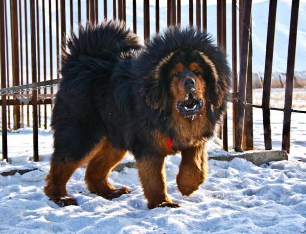 Tibetanski
