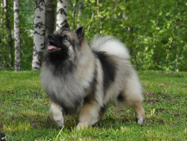 Keeshond