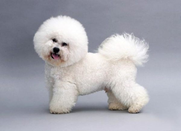 Bichon Frize (curly lapdog)