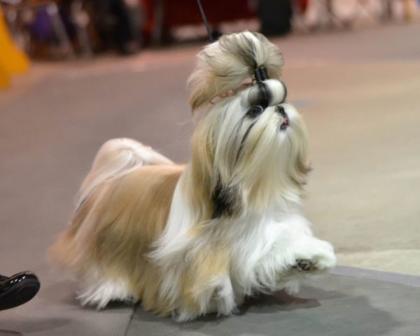 Shih