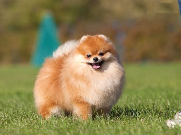 Pomeransko