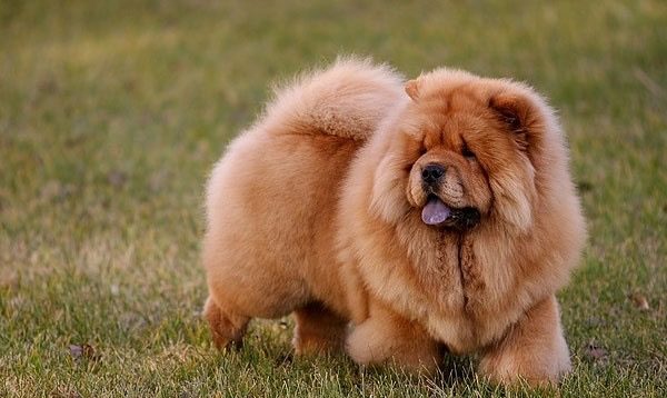 Chow