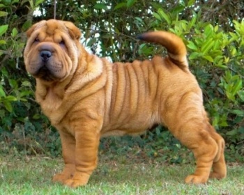 Shar Pei kitajski Shar-Pei, Shar-Pei, kitajski bojni pes