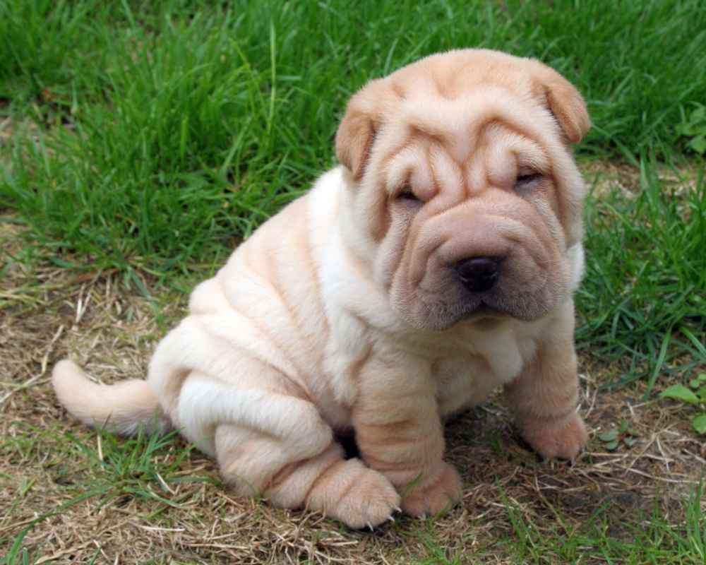 Psiček Shar Pei - fotografija