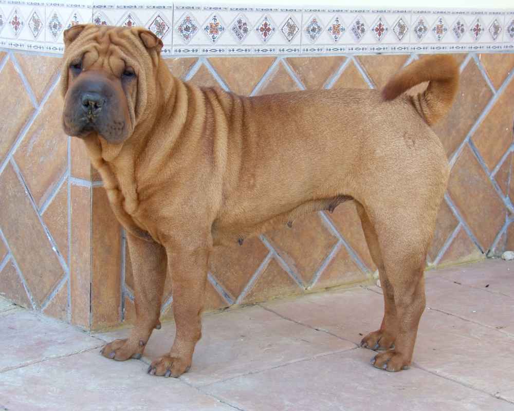 Shar Pei - fotografija