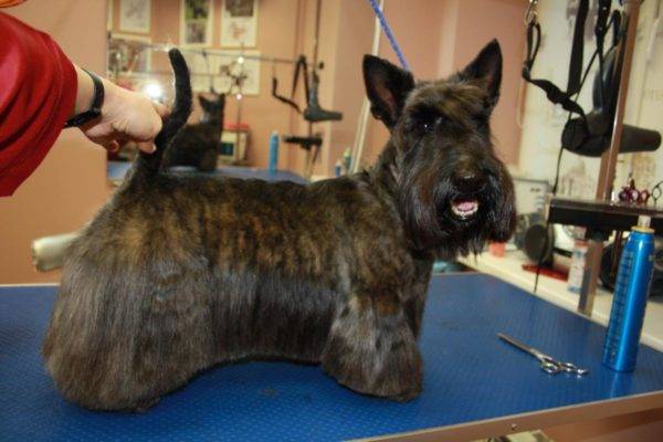 brindle scotch terier