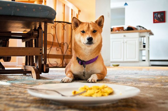 Shiba Inu ni izbirčen v hrani in ne potrebuje veliko raznolikosti. Shiba Inu ni izbirčen v hrani in ne potrebuje veliko raznolikosti.