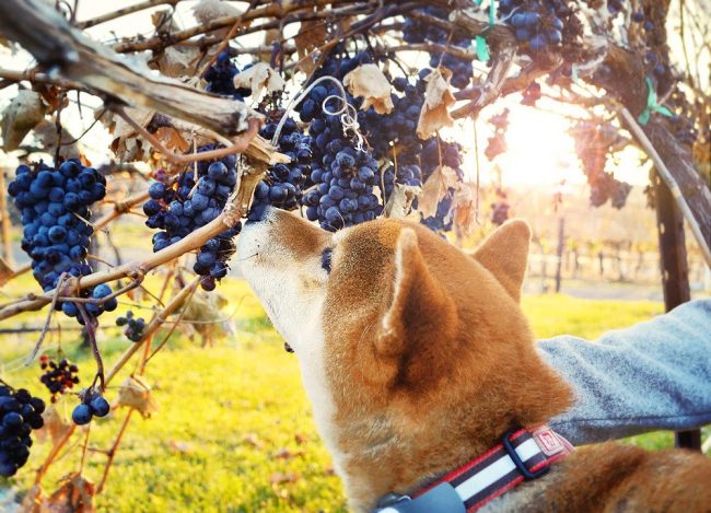 Shiba Inu je prijeten in trdoživ, so zvesti čuvaji Shiba Inu je prijeten in trdoživ, so zvesti čuvaji