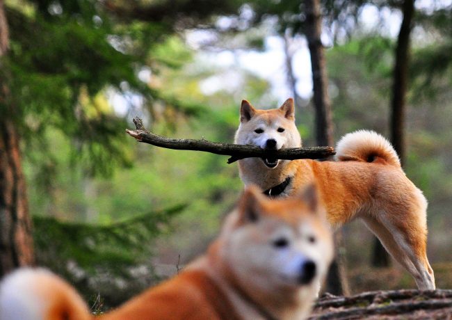 Kljub neodvisnosti je Shiba Inu zelo radoveden, ne moti, da bi sodeloval v igrah ali postal pomočnik pri lovu. Kljub neodvisnosti je Shiba Inu zelo radoveden, ne moti, da bi sodeloval v igrah ali postal pomočnik pri lovu.