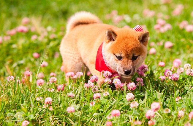 Shiba Inu so idealni spremljevalci gostiteljev, ki imajo raje aktiven življenjski slog. Shiba Inu so idealni spremljevalci gostiteljev, ki imajo raje aktiven življenjski slog.