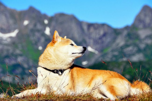 Shiba Inu je tako čist, da se lahko ure ure ure. Shiba Inu je tako čist, da se lahko ure ure ure.