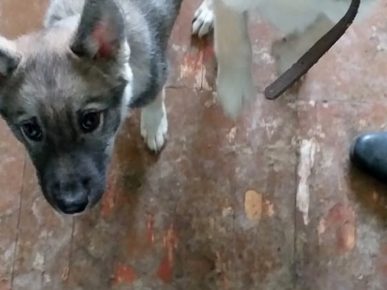 Husky psiček