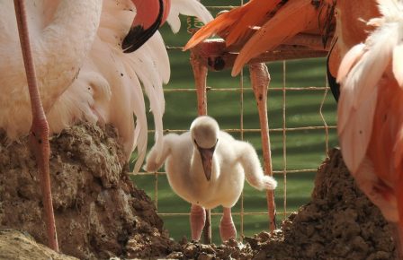 Pink Flamingo Cub