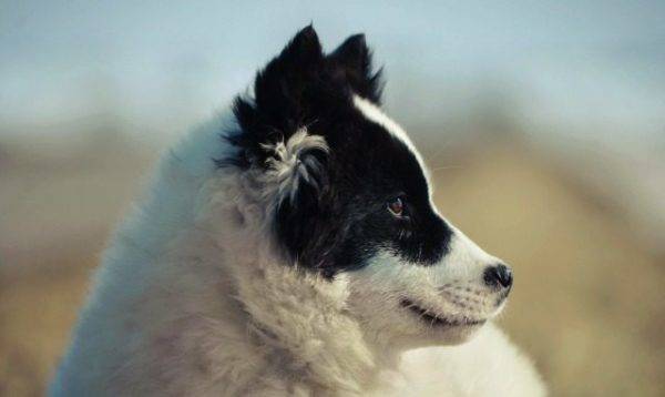 obraz jakutskega huskyja