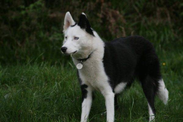 Yakut husky v gozdu