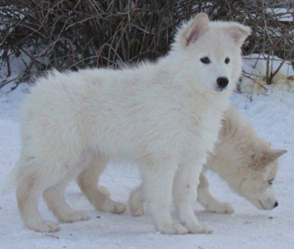 mladiči jakutskega huskyja