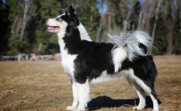 Yakut husky bočno