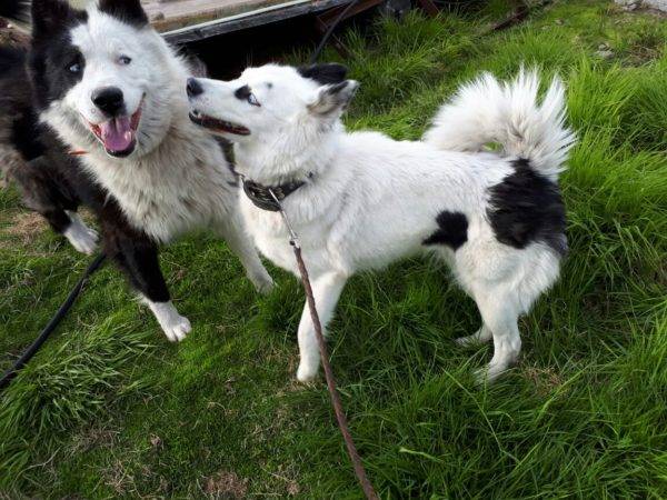 Yakutski huskyji v naravi